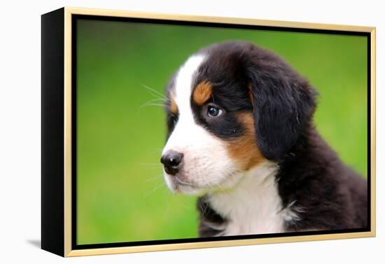 Portrait Of Bernese Mountain Dog-Michal Bednarek-Framed Premier Image Canvas