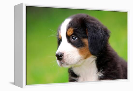 Portrait Of Bernese Mountain Dog-Michal Bednarek-Framed Premier Image Canvas