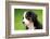 Portrait Of Bernese Mountain Dog-Michal Bednarek-Framed Photographic Print