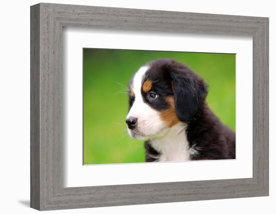 Portrait Of Bernese Mountain Dog-Michal Bednarek-Framed Photographic Print