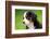 Portrait Of Bernese Mountain Dog-Michal Bednarek-Framed Photographic Print