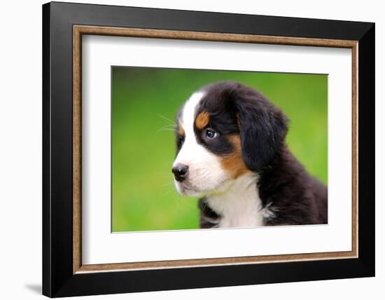 Portrait Of Bernese Mountain Dog-Michal Bednarek-Framed Photographic Print