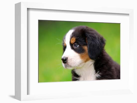 Portrait Of Bernese Mountain Dog-Michal Bednarek-Framed Photographic Print