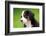 Portrait Of Bernese Mountain Dog-Michal Bednarek-Framed Photographic Print