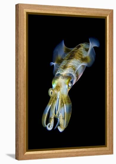 Portrait of Bigfin Squid (Sepioteuthis Lessoniana) Hovering-Alex Mustard-Framed Premier Image Canvas