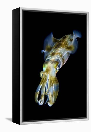 Portrait of Bigfin Squid (Sepioteuthis Lessoniana) Hovering-Alex Mustard-Framed Premier Image Canvas