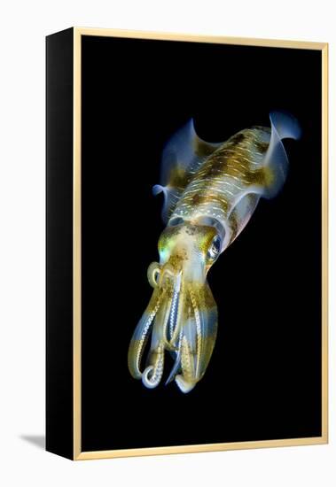 Portrait of Bigfin Squid (Sepioteuthis Lessoniana) Hovering-Alex Mustard-Framed Premier Image Canvas