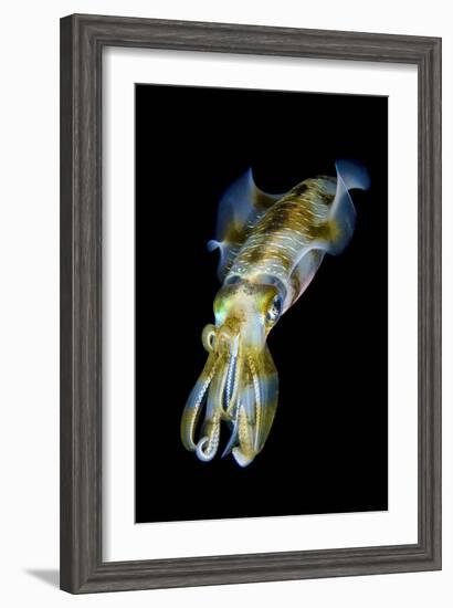 Portrait of Bigfin Squid (Sepioteuthis Lessoniana) Hovering-Alex Mustard-Framed Photographic Print