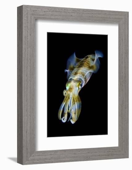Portrait of Bigfin Squid (Sepioteuthis Lessoniana) Hovering-Alex Mustard-Framed Photographic Print