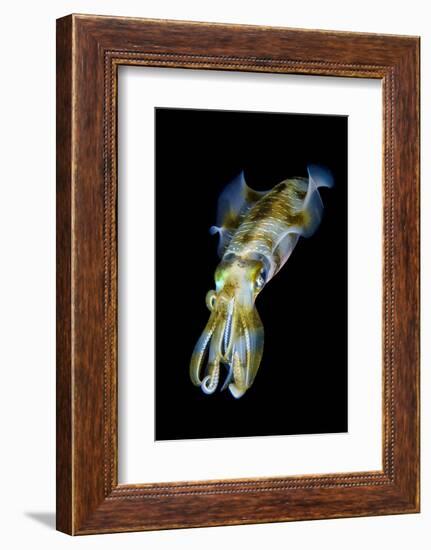 Portrait of Bigfin Squid (Sepioteuthis Lessoniana) Hovering-Alex Mustard-Framed Photographic Print