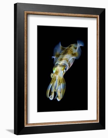 Portrait of Bigfin Squid (Sepioteuthis Lessoniana) Hovering-Alex Mustard-Framed Photographic Print