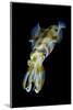 Portrait of Bigfin Squid (Sepioteuthis Lessoniana) Hovering-Alex Mustard-Mounted Photographic Print