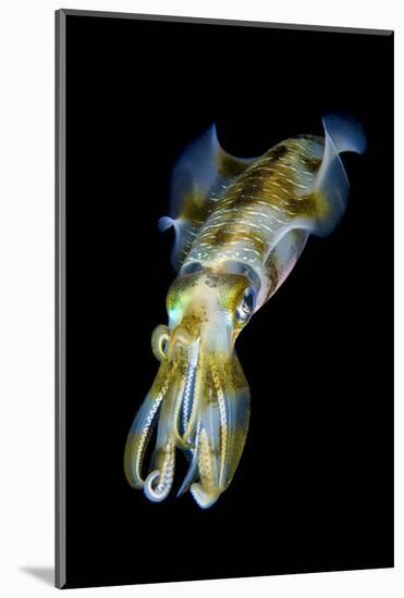 Portrait of Bigfin Squid (Sepioteuthis Lessoniana) Hovering-Alex Mustard-Mounted Photographic Print