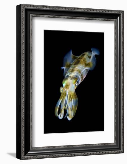 Portrait of Bigfin Squid (Sepioteuthis Lessoniana) Hovering-Alex Mustard-Framed Photographic Print