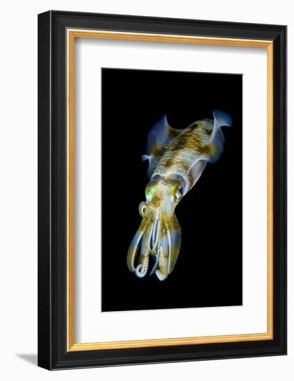 Portrait of Bigfin Squid (Sepioteuthis Lessoniana) Hovering-Alex Mustard-Framed Photographic Print