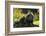 Portrait Of Binturong - Asian Bearcat (Arctictis Binturong) Captive-Edwin Giesbers-Framed Photographic Print