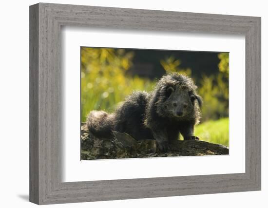 Portrait Of Binturong - Asian Bearcat (Arctictis Binturong) Captive-Edwin Giesbers-Framed Photographic Print