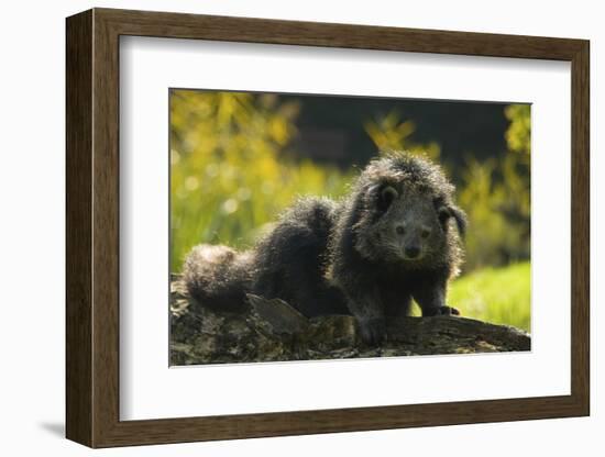 Portrait Of Binturong - Asian Bearcat (Arctictis Binturong) Captive-Edwin Giesbers-Framed Photographic Print