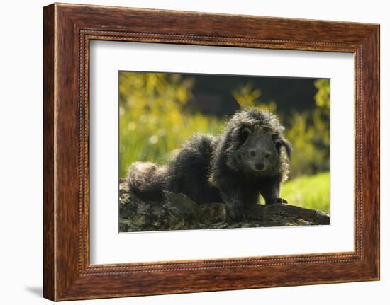 Portrait Of Binturong - Asian Bearcat (Arctictis Binturong) Captive-Edwin Giesbers-Framed Photographic Print