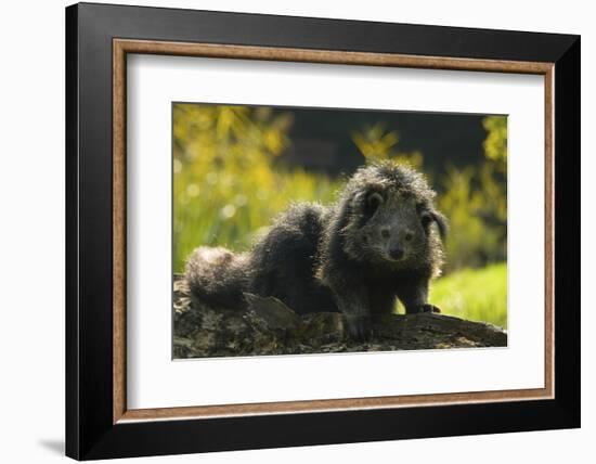 Portrait Of Binturong - Asian Bearcat (Arctictis Binturong) Captive-Edwin Giesbers-Framed Photographic Print