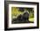 Portrait Of Binturong - Asian Bearcat (Arctictis Binturong) Captive-Edwin Giesbers-Framed Photographic Print