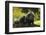 Portrait Of Binturong - Asian Bearcat (Arctictis Binturong) Captive-Edwin Giesbers-Framed Photographic Print