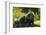 Portrait Of Binturong - Asian Bearcat (Arctictis Binturong) Captive-Edwin Giesbers-Framed Photographic Print