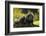 Portrait Of Binturong - Asian Bearcat (Arctictis Binturong) Captive-Edwin Giesbers-Framed Photographic Print