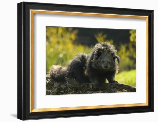 Portrait Of Binturong - Asian Bearcat (Arctictis Binturong) Captive-Edwin Giesbers-Framed Photographic Print