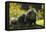 Portrait Of Binturong - Asian Bearcat (Arctictis Binturong) Captive-Edwin Giesbers-Framed Premier Image Canvas