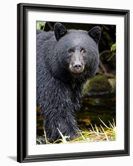 Portrait of Black Bear, Princess Royal Island, British Columbia, Canada-Eric Baccega-Framed Photographic Print