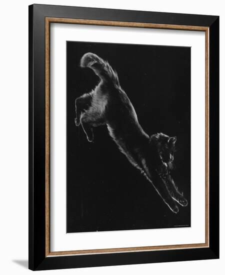 Portrait of Blackie, Gjon Mili's Cat-Gjon Mili-Framed Photographic Print