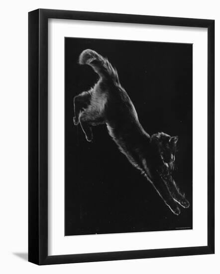 Portrait of Blackie, Gjon Mili's Cat-Gjon Mili-Framed Photographic Print