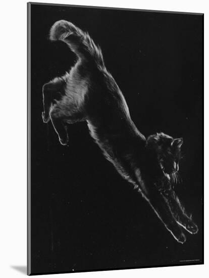 Portrait of Blackie, Gjon Mili's Cat-Gjon Mili-Mounted Photographic Print