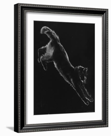 Portrait of Blackie, Gjon Mili's Cat-Gjon Mili-Framed Photographic Print