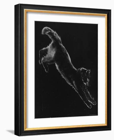 Portrait of Blackie, Gjon Mili's Cat-Gjon Mili-Framed Photographic Print