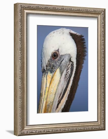 Portrait of Brown Pelican (Pelecanus Occidentalis) in Paracas Bay, Peru. Paracas Bay is Well known-Don Mammoser-Framed Photographic Print