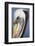 Portrait of Brown Pelican (Pelecanus Occidentalis) in Paracas Bay, Peru. Paracas Bay is Well known-Don Mammoser-Framed Photographic Print