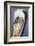 Portrait of Brown Pelican (Pelecanus Occidentalis) in Paracas Bay, Peru. Paracas Bay is Well known-Don Mammoser-Framed Photographic Print