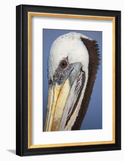 Portrait of Brown Pelican (Pelecanus Occidentalis) in Paracas Bay, Peru. Paracas Bay is Well known-Don Mammoser-Framed Photographic Print