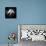 Portrait of Budgie Birds-Panoramic Images-Photographic Print displayed on a wall