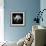 Portrait of Budgie Birds-Panoramic Images-Framed Photographic Print displayed on a wall