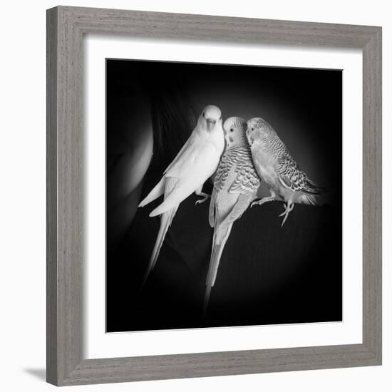 Portrait of Budgie Birds-Panoramic Images-Framed Photographic Print