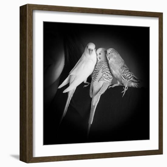 Portrait of Budgie Birds-Panoramic Images-Framed Photographic Print