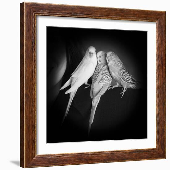 Portrait of Budgie Birds-Panoramic Images-Framed Photographic Print