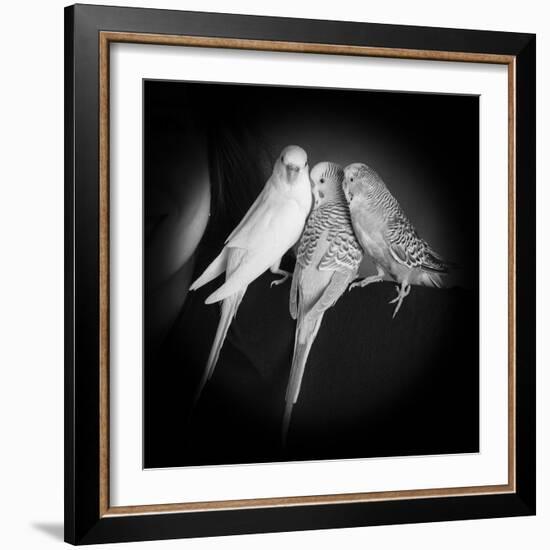 Portrait of Budgie Birds-Panoramic Images-Framed Photographic Print