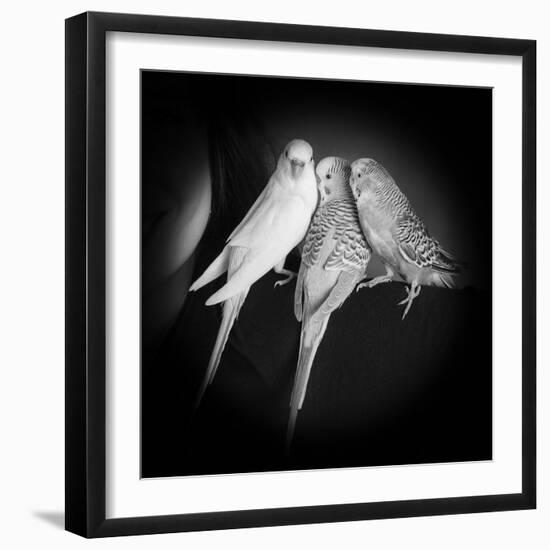 Portrait of Budgie Birds-Panoramic Images-Framed Photographic Print