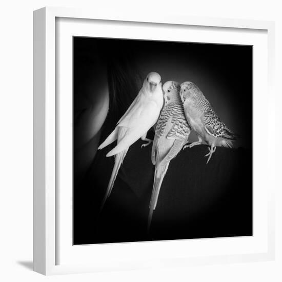 Portrait of Budgie Birds-Panoramic Images-Framed Photographic Print