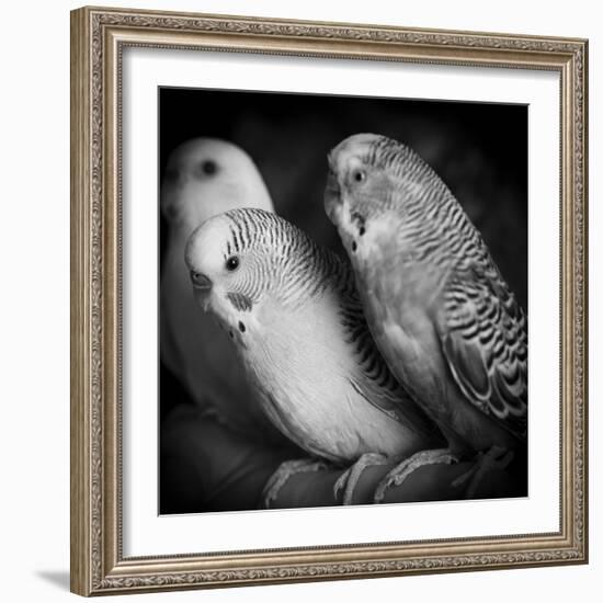 Portrait of Budgie Birds-Panoramic Images-Framed Photographic Print