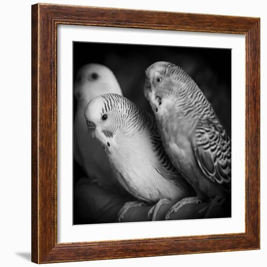 Portrait of Budgie Birds-Panoramic Images-Framed Photographic Print